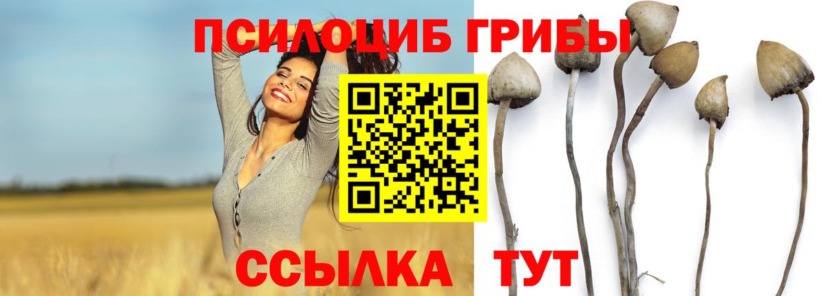Саянск  Псилоцибиновые грибы Psilocybe  Вход с VPN 